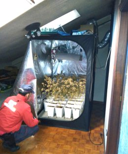 Plantación de marihuana encontrada en una vivienda de Arre