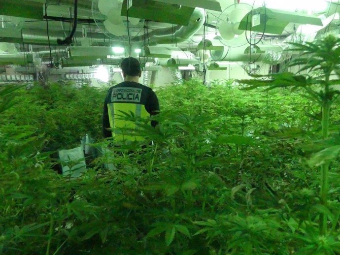 La plantación de marihuana