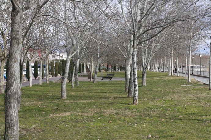Parque, Arboles, Paseo