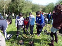 Ecologistas en Acción organiza una repoblación de árboles popular este domingo en Mérida