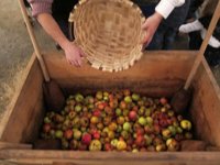 La DOP Sidra de Asturias incrementa sus ventas un 10% en 2016