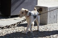 Libera denuncia que más de 16.000 animales fueron abandonados en 2016 en Galicia