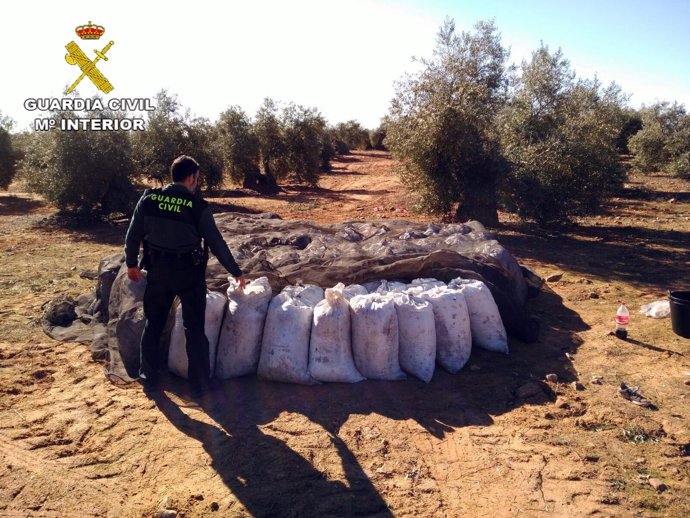 Aceituna robada recuperada por la Guardia Civil