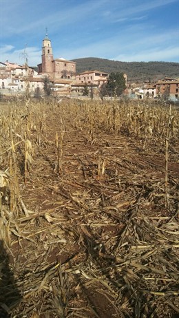 Maíz afectado por la fauna en Torres de Albarracín