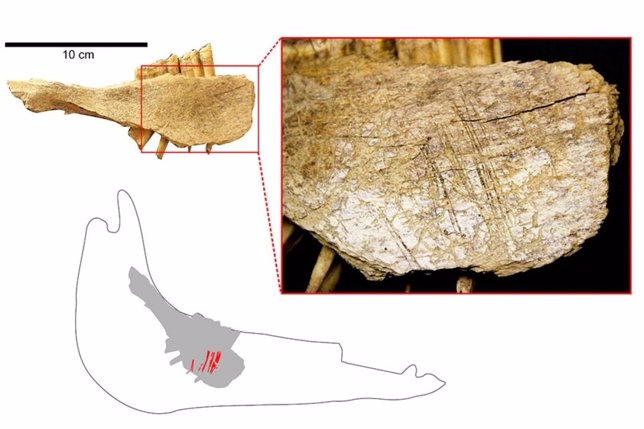 Restos de acción humana en huesos animales de 24.000 años