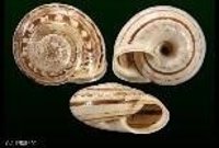 El Govern pide al Ministerio una intervención por la venta de caracoles endémicos en una web europea