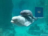 Kylu, la única cría de beluga en Europa, se presenta en sociedad en l'Oceanogràfic