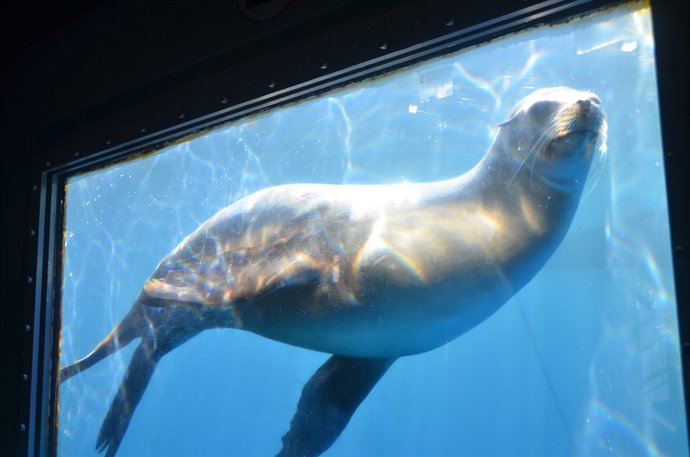 León marino del Zoo de Barcelona