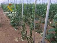 Investigan al exempleado de un invernadero por destrozos en la finca tras su despido