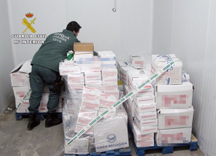 Guardia Civil decomisa una tonelada y media de pulpo procedente de capturas