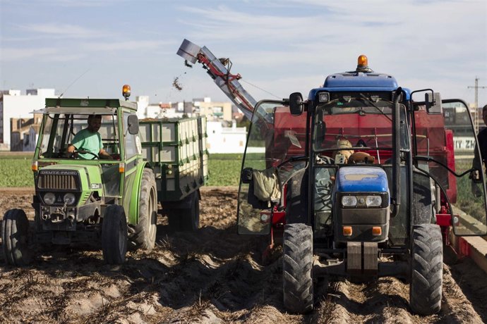  Inicio De Campaña De La Chufa De Valencia