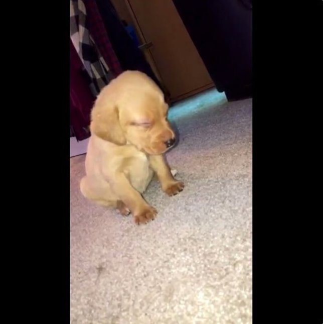 Este cachorro se quedó dormido