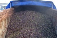 Desarticulado en Almendralejo un grupo delictivo dedicado al robo de aceitunas