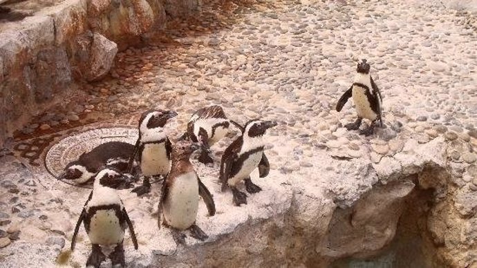 Pingüinos del minizoo de la Magdalena