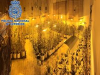 Sucesos.- Dos detenidos e incautadas más de 700 plantas de marihuana en una nave industrial de Dos Hermanas