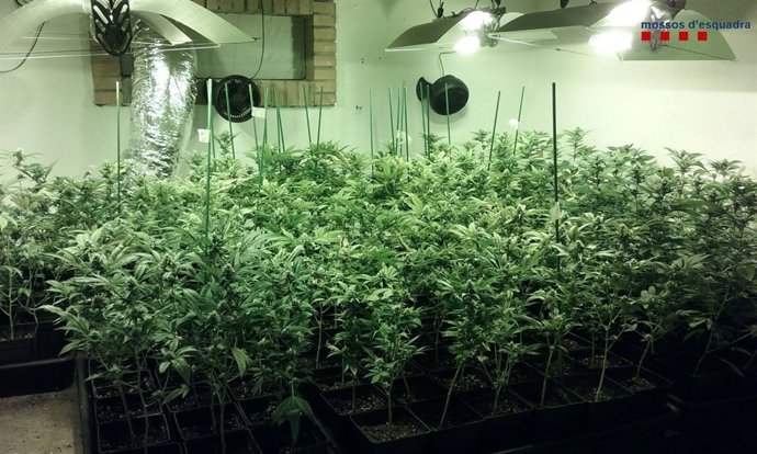 Cultivo de marihuana en Olivella (Barcelona)