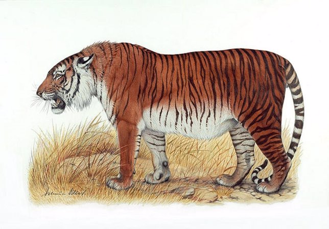 Descripción del extinto tigre del Caspio