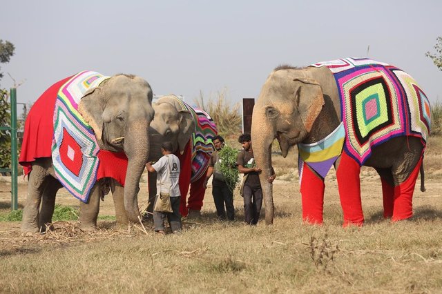 elefantes india