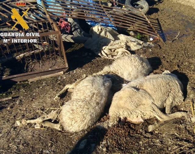 Animales muertos hallados por la Guardia Civi. 