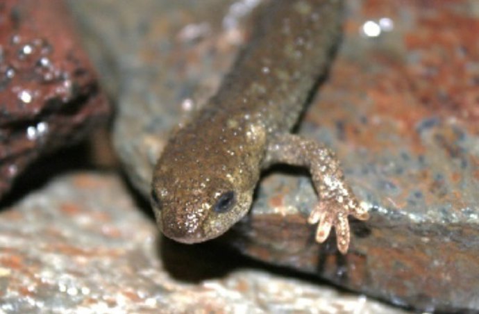 Tritón del Montseny