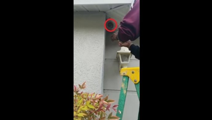 Un hombre destroza un nido de avispas con las manos desnudas