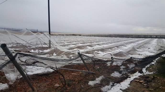 Cultivos afectados por la nieve, cosecha, frío, nevada, campo