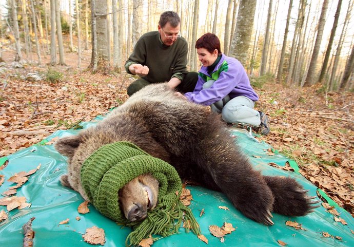 Un cazador y una veterinaria junto a un oso pardo en Eslovenia