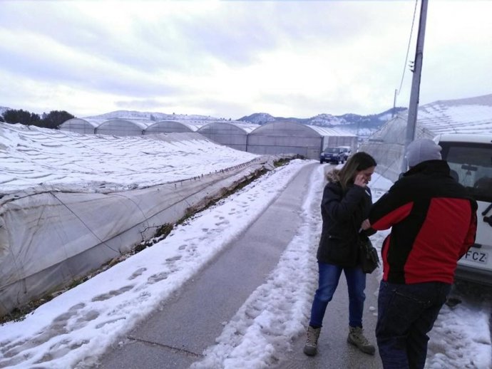 Invernaderos dañados por la nevada, nieve, temporal