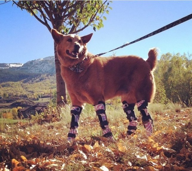 Nakio, el perro que tiene cuatro piernas ortopédicas