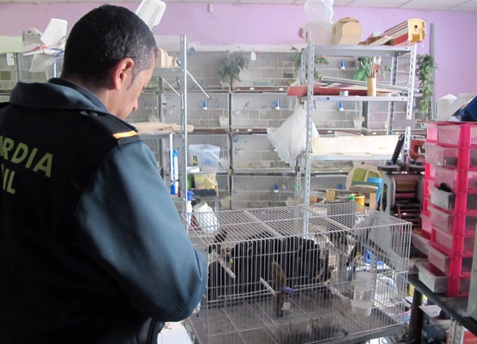 Guardia Civil decomisa una docena de aves fringílidas en un comercio 