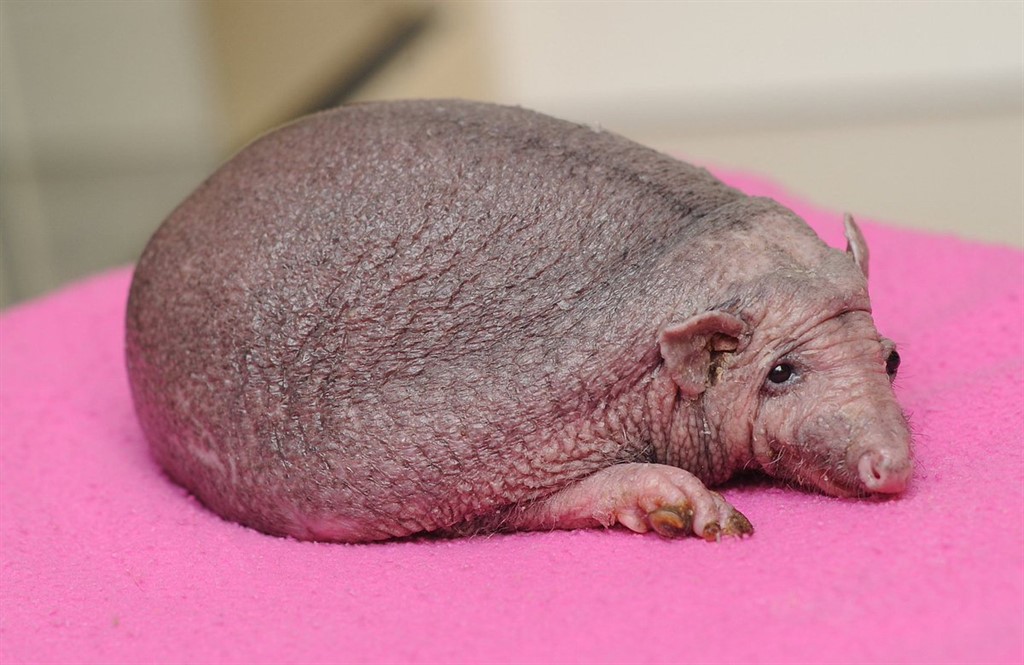 25 animales que, probablemente, nunca hayas visto sin pelo 25 animales que, probablemente, nunca hayas visto sin pelo