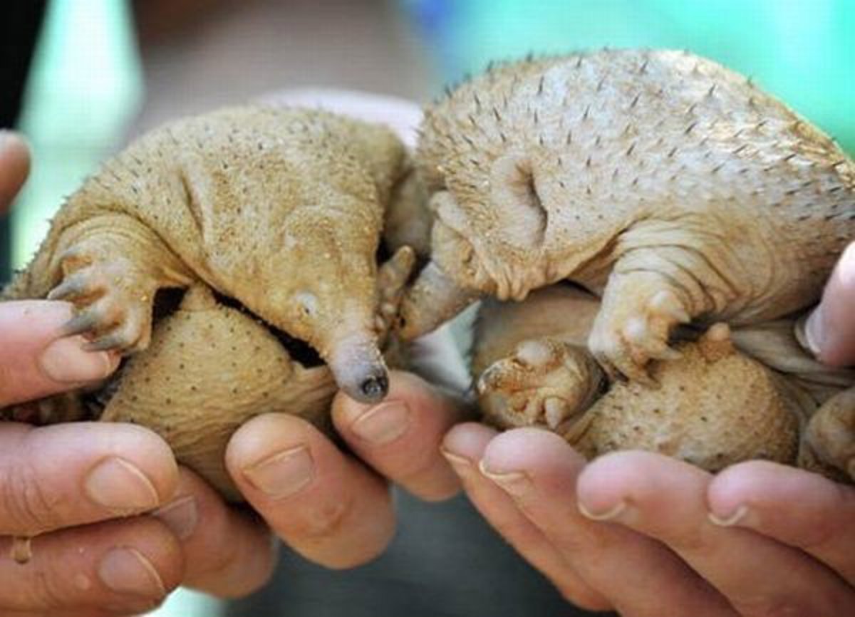 25 animales que, probablemente, nunca hayas visto sin pelo