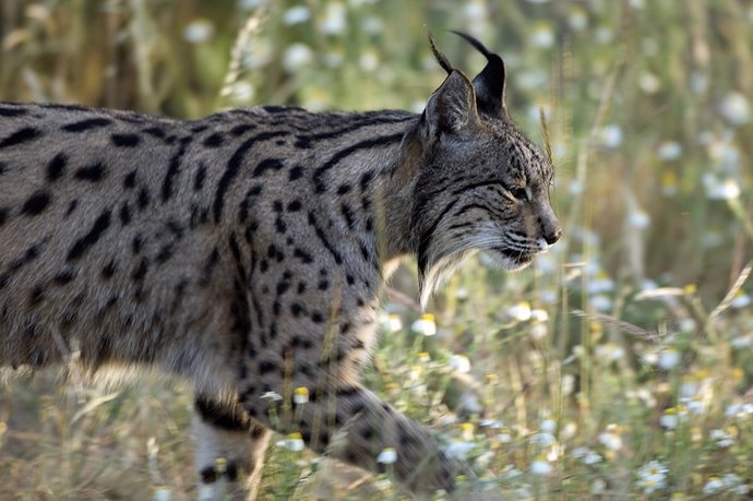 Lince ibérico