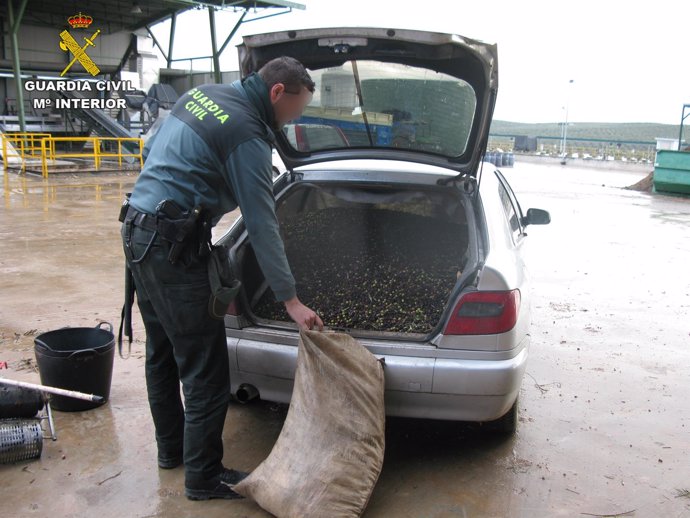 Esclarecido un robo de aceitunas en Baena (Córdoba)