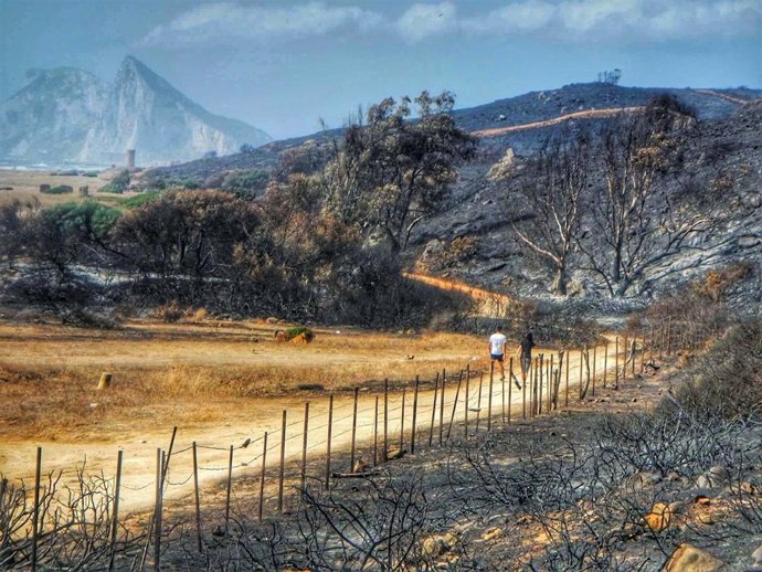 Terrenos de La Línea tras el incendio