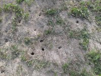 ONG ambientales recurren el uso de veneno y las quemas contra los topillos