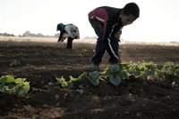 Miles de niños refugiados en Líbano sufren serias dificultades para acceder a la educación