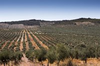 "Buenas perspectivas" para la producción olivarera en Extremadura en 2017