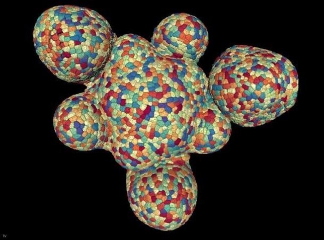 Meristemo. Imagen tomada con microscopia confocal