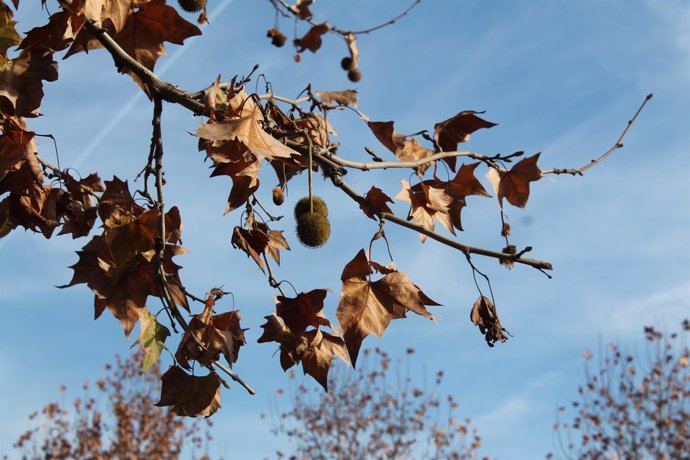 Hojas, Arbol, Cielo