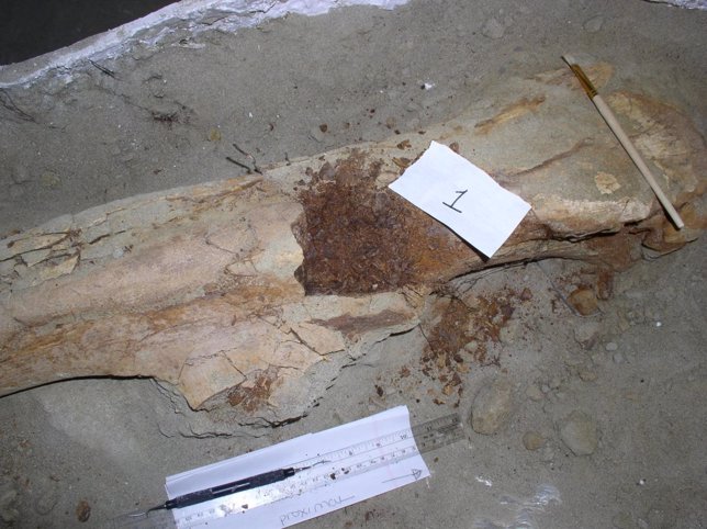 Fémur fósil del dinosaurio con pico de pato