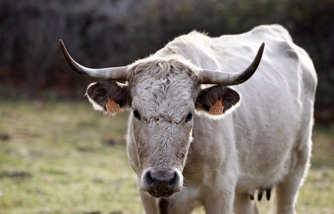 Animal , animales, vaca, vacas, toro, toros, pastar, pastando, ganadería, campo