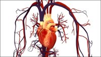 Detectan una proteína capaz de regular la actividad eléctrica de las células cardiacas