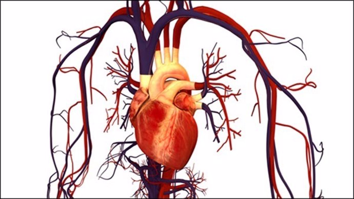 Ilustración del sistema circulatorio humano