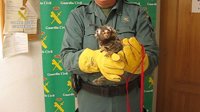 Intervienen un ejemplar de mono 'titi' en Toledo