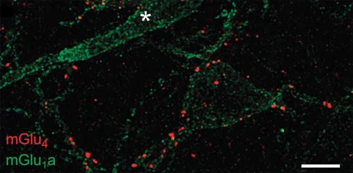 Vista de sinapsis en la amígdala de un ratón, obtenida con microscopio confocal
