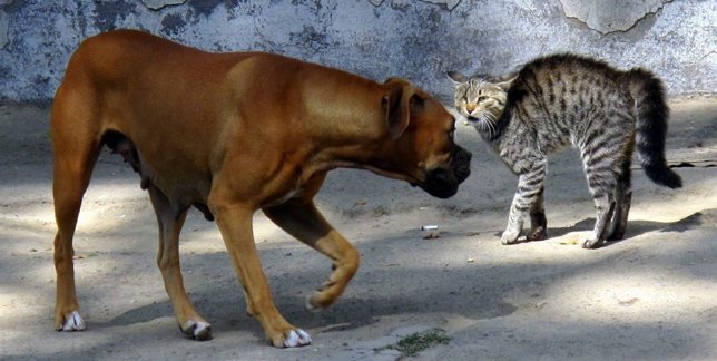 Gato y perro