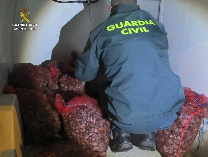 Almeja japonesa incautada por el Seprona