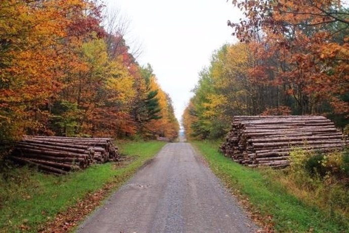 Madera, árboles talados