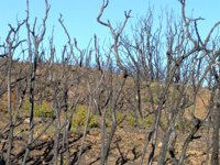 Se inicia la restauración de la zona afectada por el incendio de la zona norte de Tafalla
